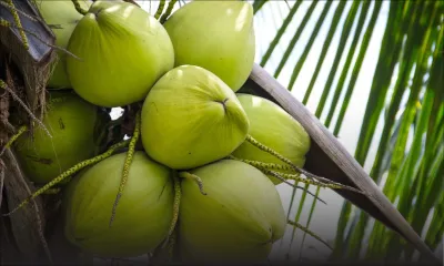 À Port-Louis : deux Indiens arrêtés pour vol de noix de coco 
