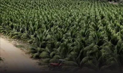 La soif d'eau de coco stimule la production brésilienne