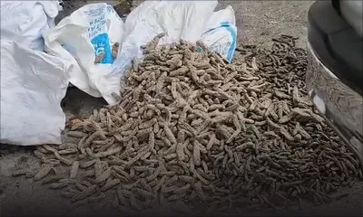 Opération de la SST à La Gaulette : 1,6 tonne de concombres de mer estimée à Rs 3 M saisie 