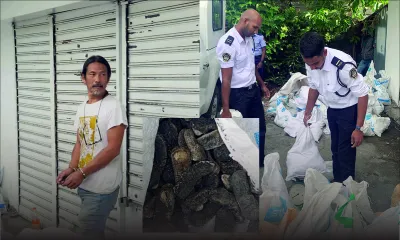 Opération anti-contrebande à La Gaulette : la SST saisit 1,6 tonne de concombres de mer séchés
