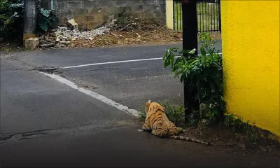 Pour inciter les habitants à ne pas sortir à  Mahébourg : gare au «tigre» !