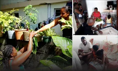 Confinement des habitants d’Olivia : papayes, bananes, 'brèdes mouroum' pour se nourrir