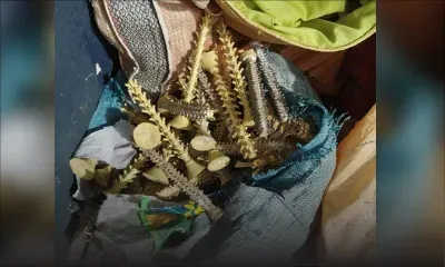 [Images] Goodlands : des métaux volés et estimés à Rs 2 millions saisis