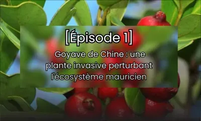 [Épisode 1] Goyave de Chine : une plante invasive perturbant l'écosystème mauricien, analyse des enjeux environnementaux