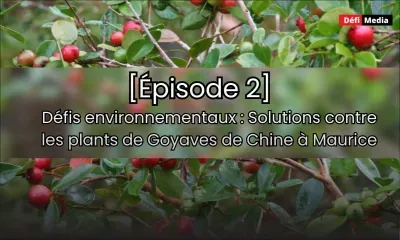 [Épisode 2] Défis environnementaux : un expert évoque les solutions pour contrer l'invasion des plants de goyaves de Chine à Maurice