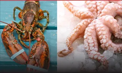 Vol à l'étalage à Plaine-Verte :  pris pour avoir piqué de la langouste et de l’ourite 