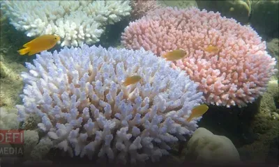 En Australie, hécatombe "catastrophique" de coraux dans la Grande barrière