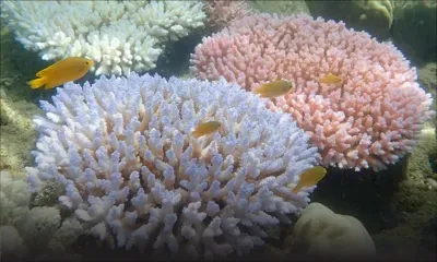 Australie: des millions pour la Grande barrière de corail