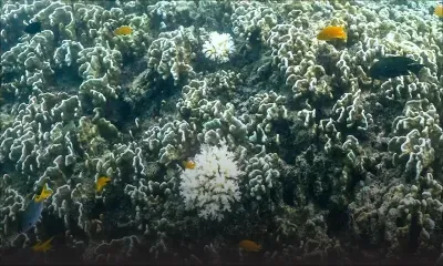 Australie: la Grande barrière de corail frappée par le pire épisode de blanchissement jamais observé