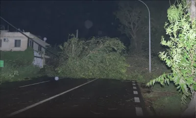 Coromandel : un énorme arbre s’abat sur la route, de nombreux foyers dans le noir