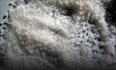 Suicide: l’utilisation de soude caustique en hausse