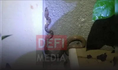 À Coromandel : elle découvre une couleuvre d’un mètre de long chez elle