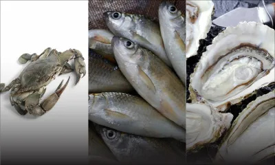 Poudre-d'Or : crabes, poissons et huîtres emportés d’un barachois