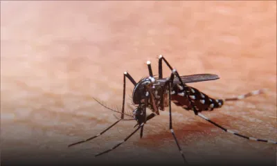 Epidémie de chikungunya: deux premiers décès confirmés à La Réunion