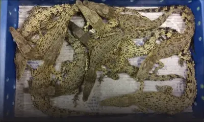 50 crocodiles saisis à l'aéroport d'Heathrow