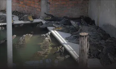 Cambodge: un homme dévoré par 40 crocodiles après avoir chuté dans un enclos
