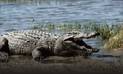 Un Australien a survécu trois semaines dans une forêt peuplée de crocodiles