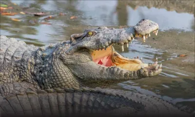 Les restes d'un Australien disparu retrouvés dans deux crocodiles