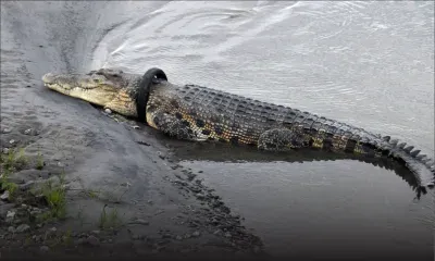 Indonésie : offre de récompense pour retirer un pneu du cou d'un crocodile géant