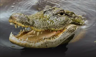 Australie : un requin entraîne une femme dans des eaux infestées de crocodiles