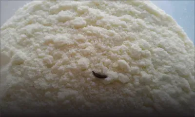 À Plaine-Magnien : elle découvre une crotte de rat dans un sachet de lait