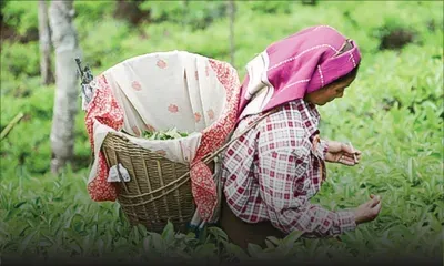 Journée internationale dimanche : plus de 1 000 tonnes de thé sont produites chaque année