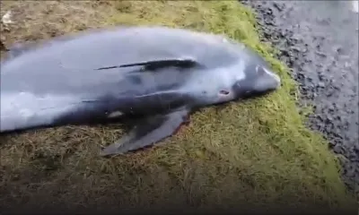 Un dauphin mort retrouvé à Deux-Frères 