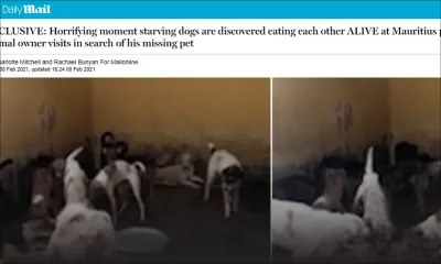Chiens maltraités : le Daily Mail parle de « chiens affamés qui s’entredévorent » 