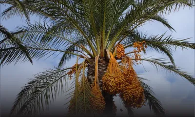 Agro-industrie : l'importation de dattes fraîches interdite, les dattes séchées autorisées sous condition