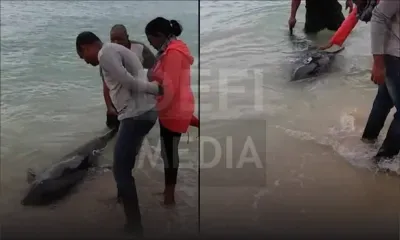 Riambel : un dauphin s’échoue sur la plage 
