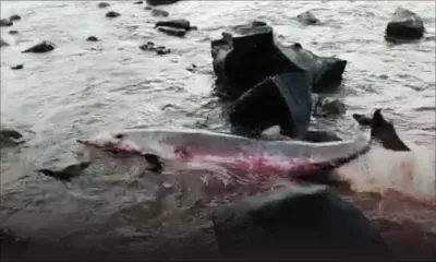 Gris-Gris : un deuxième dauphin en difficulté ce soir dans les récifs