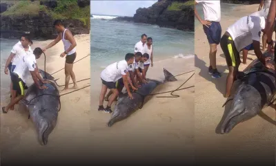 Dauphins échoués : les cadavres transportés au parc de La Vanille