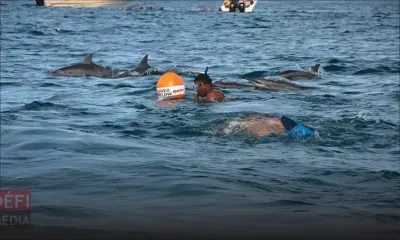 Nage avec les dauphins : des plaisanciers réclament l'intervention urgente du PM 