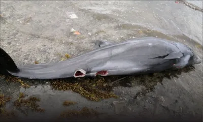 Dauphins morts : le triste bilan s'alourdit