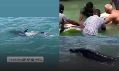 À Roches Noires : un dauphin retrouvé mort dans le lagon 