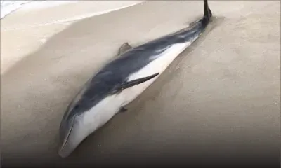 Rs 743 600 pour des informations sur l’auteur du massacre de deux dauphins en Floride         