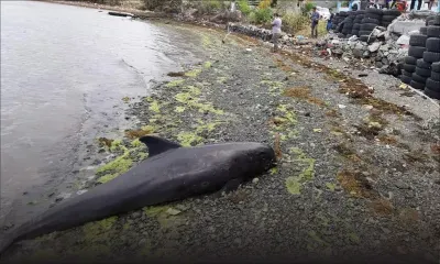 Dauphins morts retrouvés dans le Sud-Est : suivez notre live