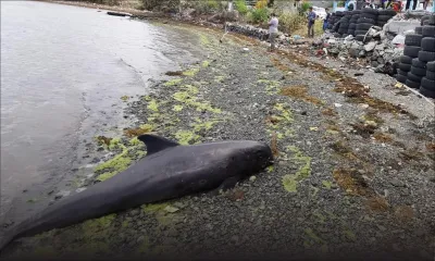 Pointe-aux-Feuilles : un autre dauphin retrouvé mort, bilan à 49 cétacés victimes de l'hécatombe 