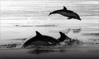 Baignade illégale avec des cétacés : plus d’une trentaine de contraventions dressées, deux bateaux saisis dans le Nord