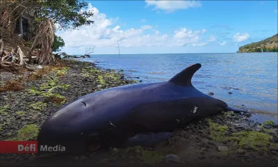 Sud-Est : 7 autres dauphins morts retrouvés ce jeudi