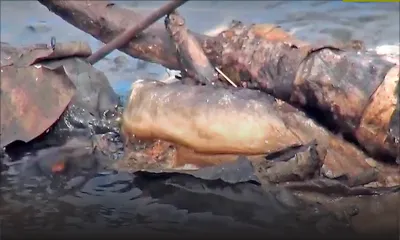 Dead eels and fish found in Tabac River
