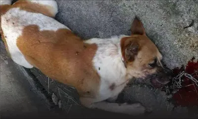 Cruauté envers les animaux