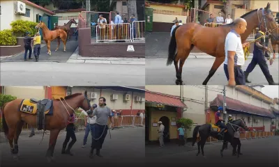 À la marche : les chevaux en évidence pour la 2e journée