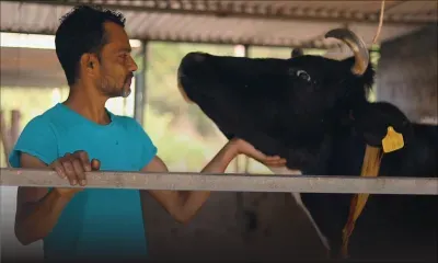 [Reportage] Vishal Gokhool : sa vache, sa confidente... 