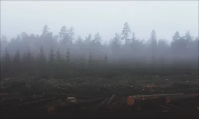 COP26 : les dirigeants s'engagent contre la déforestation