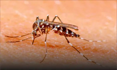 Un cas de dengue répertorié à Maurice