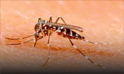 Dengue : deux nouveaux cas recensés après un voyage à La Réunion