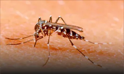 Des cas de dengue recensés à La Réunion : «Maurice devrait être déjà en état d’alerte», indique le Dr Deoraj Caussy