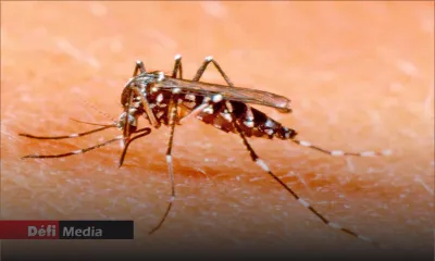 Dengue : plus de 50 cas enregistrés dont deux cas importés 