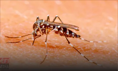 La dengue, l'autre épidémie qui frappe aussi La Réunion